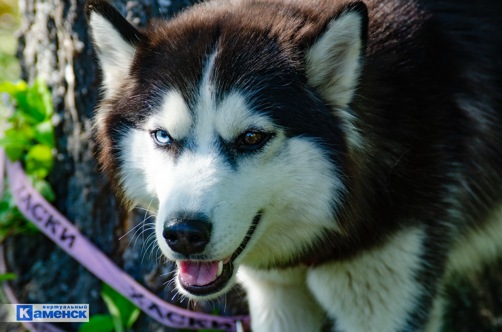 Кинологический фестиваль Fun dog fest состоялся под Каменском-Уральским. Фоторепортаж Виртуального Каменска