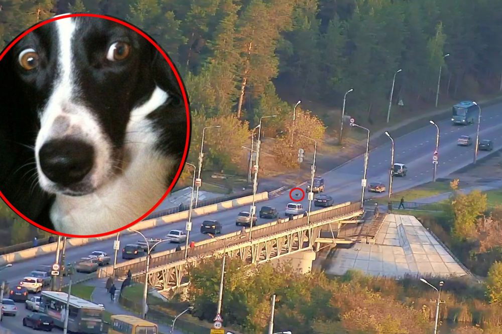 dog