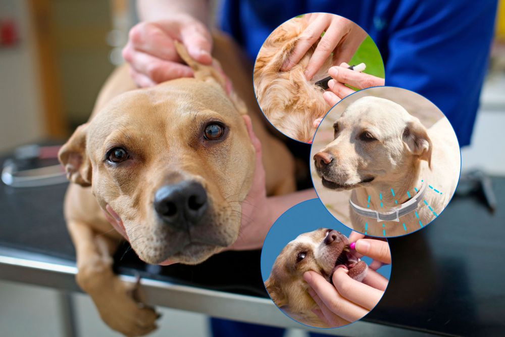 Ear mites