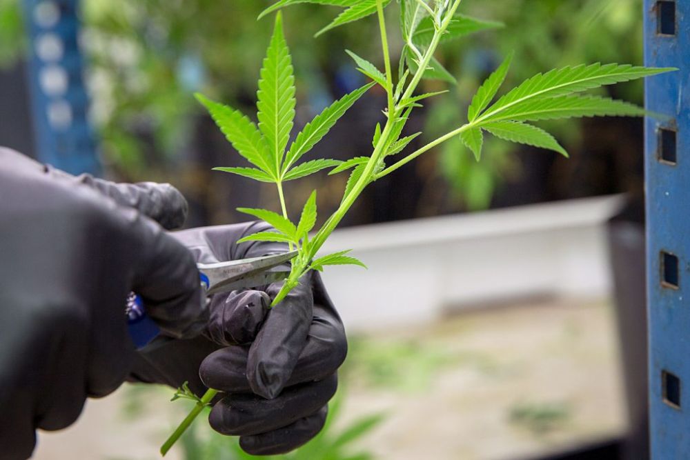 Marijuana cannabis 1024x683