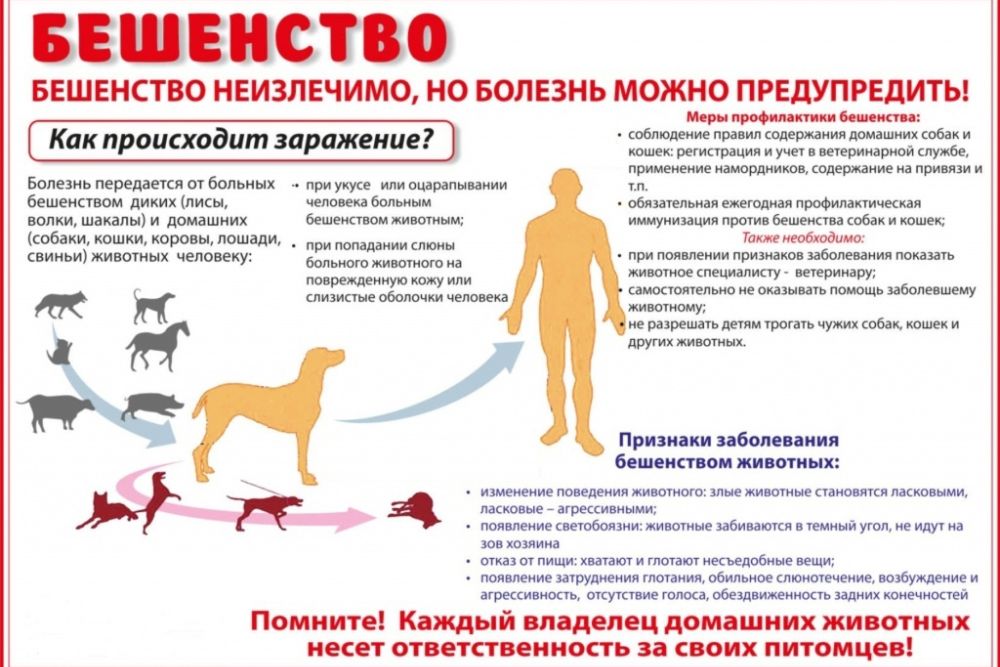 beshenstvo220321