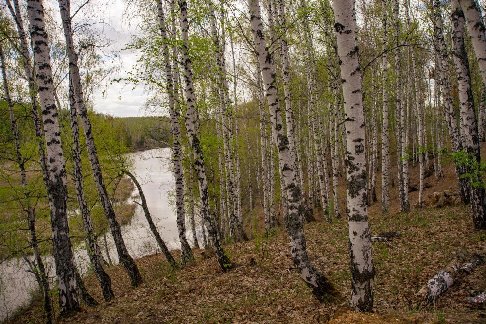 Лес занимает наибольшую долю территории в Свердловской области