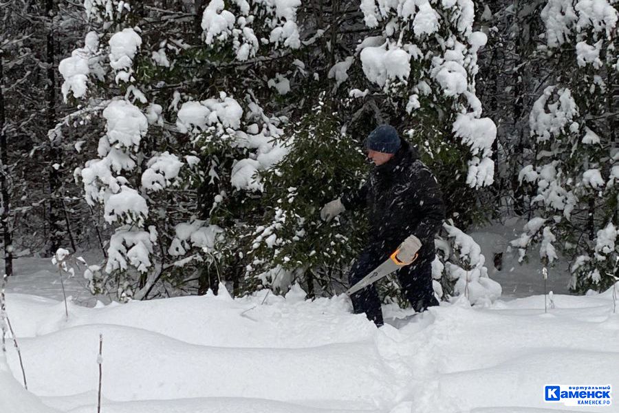 Новогоднюю ель можно будет выбрать и заготовить уже на следующей неделе