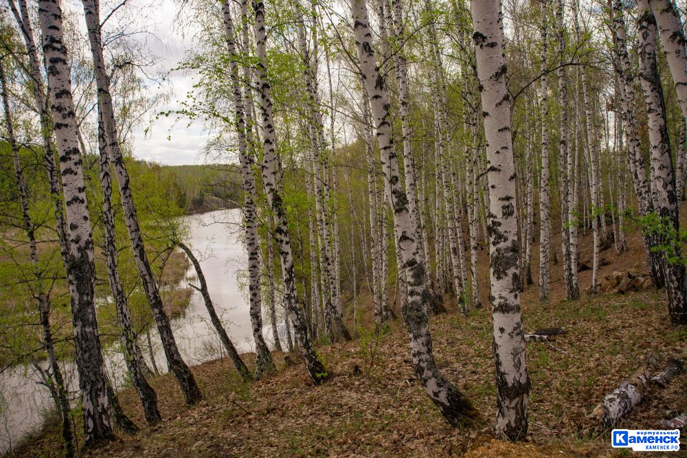 Лес занимает наибольшую долю территории в Свердловской области
