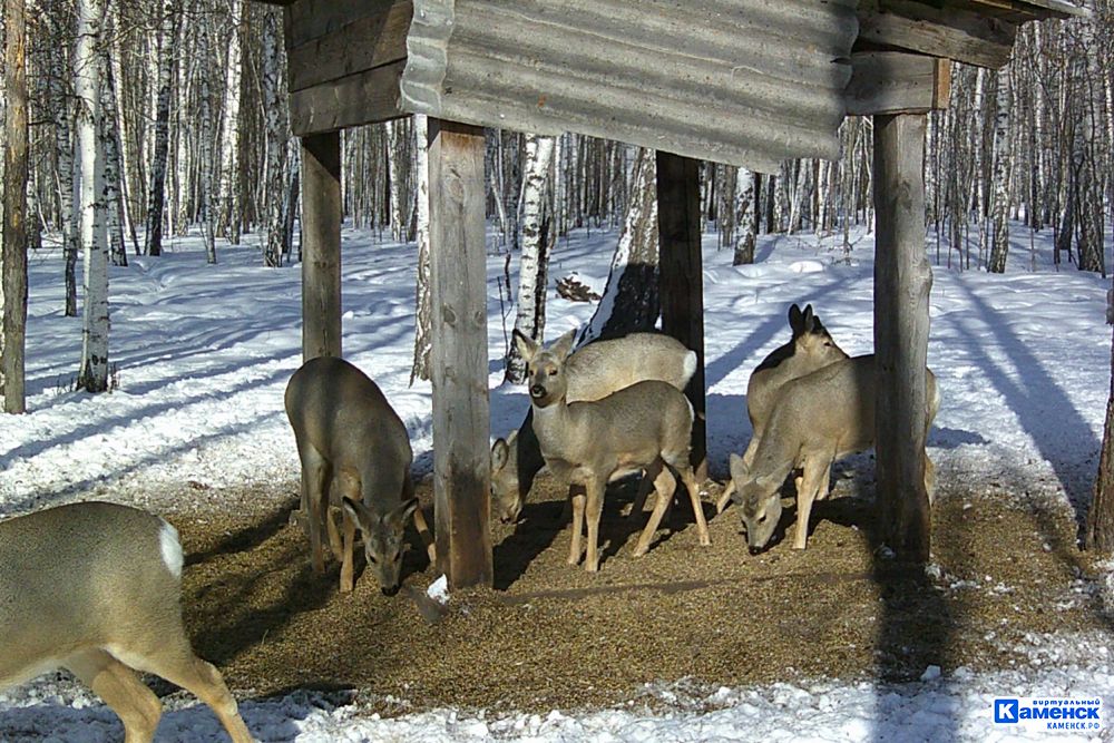 В лесах Свердловской области увеличилась численность диких животных
