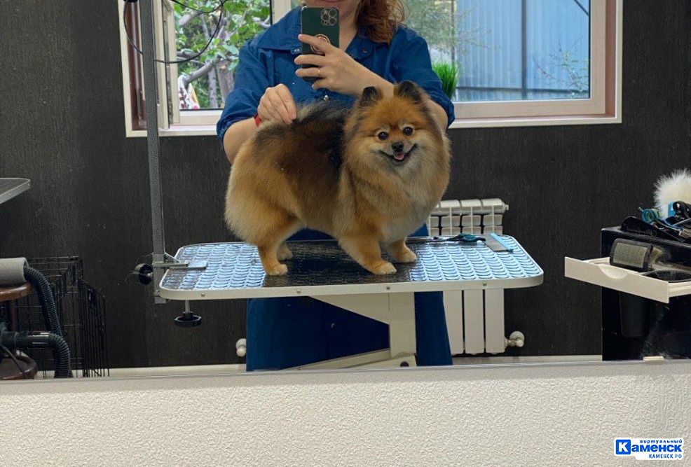 Екатерина Третьякова: о том, как в Каменске появился «Котопёс»