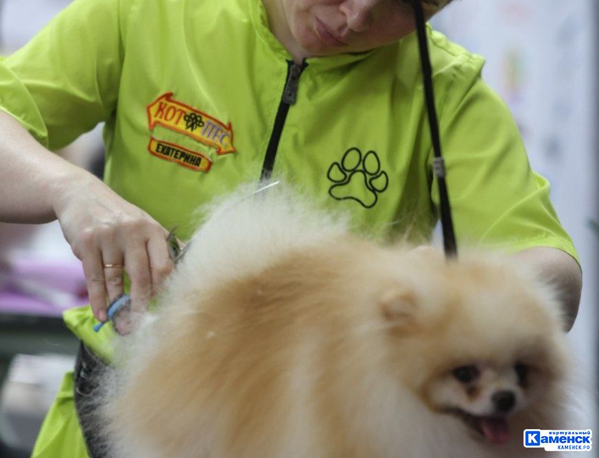 Екатерина Третьякова: о том, как в Каменске появился «Котопёс»