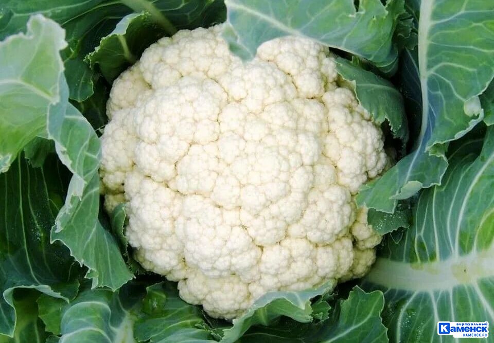 Алёна Хабирова: про каменский питомник «Зелёное счастье» 