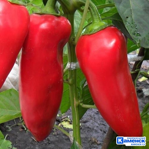 Алёна Хабирова: про каменский питомник «Зелёное счастье» 