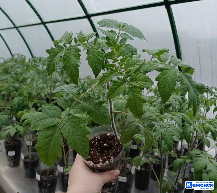 Алёна Хабирова: про каменский питомник «Зелёное счастье» 