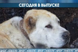 Подробнее...