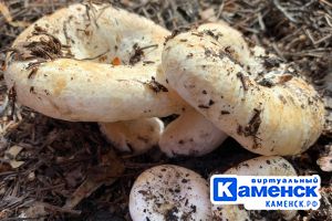 Подробнее...