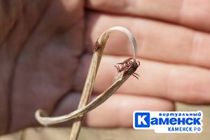 Подробнее...